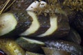 Saltet pickled cucumber slices closeup selective focus Royalty Free Stock Photo