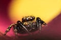 Extreme magnification of colorful salticidae male jumping spider Royalty Free Stock Photo