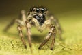 High magnification of Salticus scenicus female jumping spider on the leaf Royalty Free Stock Photo