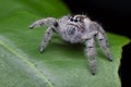 Salticus scenicus jumping spider macro ,small insect in the nature and dangerous for people. Royalty Free Stock Photo