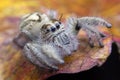 Salticus scenicus jumping spider macro ,small insect in the nature and dangerous for people. Royalty Free Stock Photo