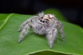 Salticus scenicus jumping spider macro ,small insect in the nature and dangerous for people. Royalty Free Stock Photo