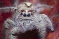 Salticus scenicus jumping spider macro ,small insect in the nature and dangerous for people. Royalty Free Stock Photo