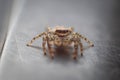 Salticus scenicus spider hunting. Cute macro photography of spider