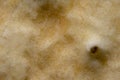 Saltine cracker crust close-up shot, extreme macro. Royalty Free Stock Photo