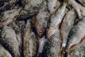 Salting fresh fish roach and crucian for subsequent drying Royalty Free Stock Photo