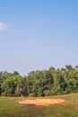 Saltlick in the forest are the places where elephants will eat minerals in Khao Yai National Park. Royalty Free Stock Photo