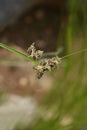 Saltmarsh bulrush Royalty Free Stock Photo