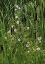 Saltmarsh Mallow, a beautiful pink native Louisiana wildflower