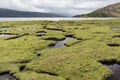 Saltmarsh in Scotland Royalty Free Stock Photo