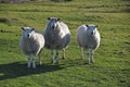 Saltmarsh sheep on Northam Burrows