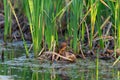 Saltmarsh sparrow seen in profile perched on reeds with beak wide open in the LÃ©on-Provancher marsh