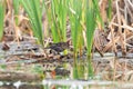 Saltmarsh sparrow seen in profile perched on reeds in the LÃ©on-Provancher marsh