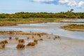 Saltmarshes in Teich Bird Nature Reserve, France