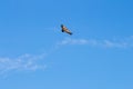 Flying griffon vulture, Salto del Gitano, Spain Royalty Free Stock Photo