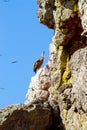 Crying griffon vulture on the rocks of Salto del Gitano, Spain Royalty Free Stock Photo