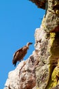 Lonely griffon vulture on the rocks of Salto del Gitano, Spain