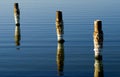 Salton Sea Pilings