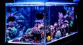 Saltwater aquarium, Coral reef tank scene at home Royalty Free Stock Photo