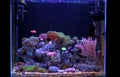 Saltwater aquarium, Coral reef tank scene at home Royalty Free Stock Photo