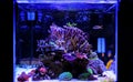 Saltwater aquarium, Coral reef tank scene at home Royalty Free Stock Photo