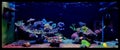 Saltwater aquarium, Coral reef tank scene at home