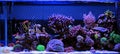 Saltwater aquarium, Coral reef tank scene at home Royalty Free Stock Photo