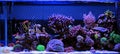 Saltwater aquarium, Coral reef tank scene at home