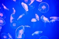 Lot of jellyfish in marine aquarium with blue color lighting. Royalty Free Stock Photo