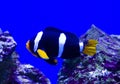 Saltwater aquarium fish nemo. undersea world