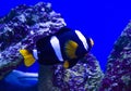Saltwater aquarium fish nemo. undersea world Royalty Free Stock Photo
