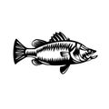 Saltwater Barramundi Side View Woodcut Black and White Royalty Free Stock Photo