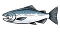 Saltwater Chinook Salmon Fish