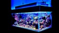 Saltwater coral reef aquarium fish tank is one of the most beautiful hobby Royalty Free Stock Photo