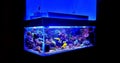 Saltwater coral reef aquarium fish tank is one of the most beautiful hobby Royalty Free Stock Photo