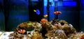 Saltwater coral reef aquarium fish tank is one of the most beautiful hobby Royalty Free Stock Photo