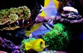 Saltwater coral reef aquarium fishes group