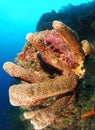 Saltwater coral sponge