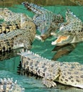 A bask of crocodiles, Queensland, Australia