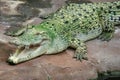 Saltwater Crocodile Royalty Free Stock Photo