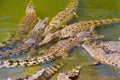 Saltwater Crocodile