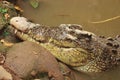 Saltwater crocodile