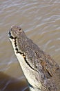 Saltwater Crocodile Royalty Free Stock Photo