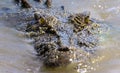 Saltwater crocodile in Australia Royalty Free Stock Photo