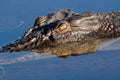 Saltwater crocodile, Australia Royalty Free Stock Photo