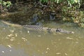 Saltwater Crocodile, Australia Royalty Free Stock Photo