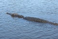 Saltwater Crocodile, Australia Royalty Free Stock Photo