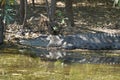 Saltwater Crocodile, Australia Royalty Free Stock Photo