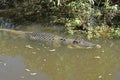 Saltwater Crocodile, Australia Royalty Free Stock Photo