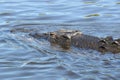 Saltwater Crocodile, Australia Royalty Free Stock Photo